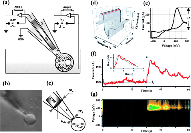 (a) Schematic diagram of the intracellular patch electrochemistry (IPE) setup. (b) An example of a photograph obtained before each recording and used to calculate the dilution of molecules inside the patch pipette (PP). (c) Estimation of the cytosolic volume, Vcell, and the volume inside the patch pipette, Vpipette, that contributed to the dilution of intracellular content. (d–g) Analysis of CV recordings from a single rat chromaffin cell. (d) A representative recording shown as a three-dimentional matrix of data. Red and blue lines represent samplings of the current at 400 and 0 mV, respectively. (e) Voltammogram of catecholamines released during the same recording. (f) Current sampled at 400 mV oxidation potential. The asterisk indicates a time when the patch was disrupted by suction and a whole-cell configuration was attained. The inset shows a random walk fit (green) of the sampled current trace (red) using 15 MΩ access resistance, 8 μm cell radius, 60 μm distance between the CFE and the pipette tip, and 6.7 μM cytosolic catecholamine concentration. (g) Pseudo-three-dimensional representation of approximate voltammograms of intracellular metabolites encountering the CFE during the recording, in which the intensity of color (“Planet Earth” color table) indicates the current at a given voltage and time. Images reprinted with permission from ref. 107.