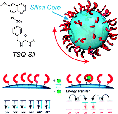 Amplified turn-on response described by Montalti et al. for TSQ-coated silica nanoparticles (adapted from ref. 40).