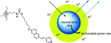 Core-shell silica nanoparticles doped with a two-photon pH sensitive dye.42 Protonation of the dye in the outer shell result in energy transfer from the neutral dyes in the core to the protonated ones in the shell, with consequent signal amplification.