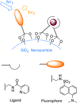 Working scheme of Cu(ii) sensor self-organized on silica nanoparticles: receptors and fluorophores are individually grafted to the surface.45