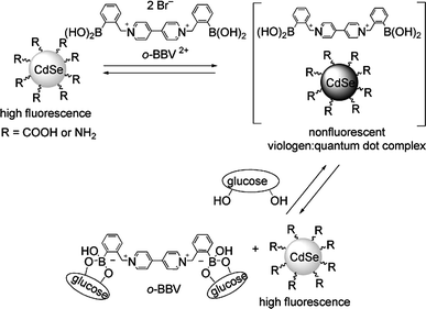 Working scheme the turn-on glucose sensing system of Singaram et al.: a viologen quencher detaches from the surface of quantum dots upon esterification of pendant boronic acids with glucose (reproduced from ref. 15).