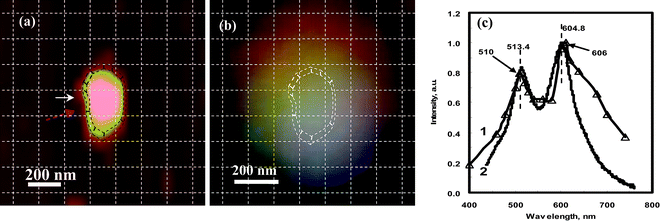 (a) AFM image for one quasi-semi-rod shaped Ag nanoparticle with a longitudinal dimension of 420 nm, a transverse dimension of 220 nm, and the out-of-plane height of 121.6 nm; (b) the real color image of the nanoparticle observed by optical microscopy; (c) the LSPR spectrum for the whole NP. In (c) the wide solid curve is the experimental curve after correcting for the instrumental response at different wavelengths; the thin triangles is the DDA calculation. The spectrum of the whole particle gives a dual-peak spectrum at 513.4 nm and 605.8 nm, which shows good match with the DDA simulation (see Table 2 for data). Note: the DDA calculation was performed by Zongsuo Zhang and Ququan Wang at Wuhan University and the result was discussed and confirmed with Haining Wang and Shengli Zou at Florida Center University. In order to identify the location and the orientation of these positions around the NPs, the AFM image and color image were netted by dashed lines with each square unit of 125 × 125 nm after their distances and orientations were corrected. (Adapted from reference Y. Song, China Patent, Appl. No. CN200910085973.9).