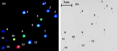 (a) An electronic camera (Nikon Coolpix 950) color image of a typical sample of silver NPs as viewed under the dark-field microscope. The brightness of the particles increases from blue to red due to both the intrinsic optical scattering cross-section and the spectral output of the light source. As a result, the red particle is overexposed. This image can be subsequently used as a pattern recognition template during the transmission electron microscopy (TEM) analysis. (b) A bright-field TEM image of the same collection of silver NPs. (J. J. Mock et al., J. Chem. Phys., 2002, 116(15), 6755–6759; copyright (2002) American Institute of Physics. Adapted with permission.)