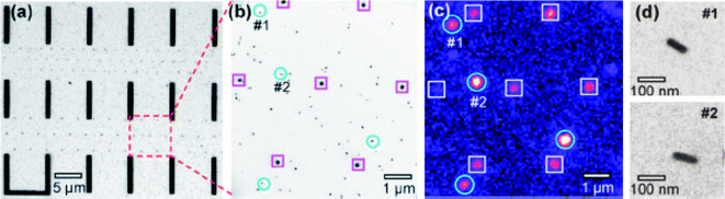 (a) TEM image of a position-marker pattern consisting of bars and nanodots. (b) 5× magnified view of a region in (a). (c) SH optical image (false color image) of the same area as (b). The circled spots in (b) and (c) are single Ag nanorods giving SH signals. The spots marked by squares forming a hexagonal pattern are the dot markers (∼100 nm diameter). d: Zoomed-in images of single nanorods #1 and #2 shown in image (b). (R. Jin, et al., Appl. Phys. Lett., 2006, 88(26), 263111; copyright (2006) American Institute of Physics. Reproduced with permission.)