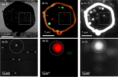 Correlation of AFM and optical images of single Ag NPs using the micro-patterned windows: (a-1) AFM images, (b-1) optical true-color images and (c-1) CCD images of single Ag NPs in a hexagon micro-patterned window, respectively; magnified images of individual NPs squared in (a-1, b-1, c-1), showing the correlation of (a-2) AFM images of given single NPs at nanometre scale with (b-2) optical true-color images and (c-2) CCD images of single Ag NPs at micrometre scale, as illustrated by the circled NP. Note that the scale bars in (b–c) show the distances among individual NPs, but not the sizes of single NPs because they are imaged under the optical diffraction limit (Y. Song, et al.J. Phys. Chem. C, 2010 114, 74–81; copyright (2010) American Chemical Society. Adapted with permission.)