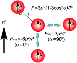 Schematic illustration of the dipole–dipole interactions between two particles with identical magnetic moments in an external magnetic field. An attractive force exists when the dipoles are arranged along the direction of the field, while a repulsive force appears when they are positioned with the connection line perpendicular to the field.