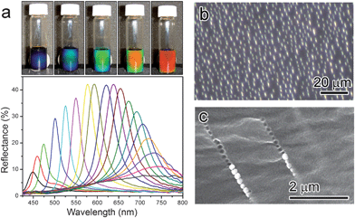 (a) Photographs of colloidal photonic crystals formed in response to an increasing external magnetic field (from right to left), and dependence of reflection spectra on the sample–magnet distance. Diffraction peaks blue-shift as the distance decreases from 3.7 to 2.0 cm with a step size of 0.1 cm. (b) Optical microscopy image of magnetite CNCs assembled under external magnetic field. (c) SEM image of Fe3O4@SiO2 particle chains fixed in a polymer matrix.