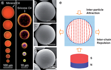 (a) Dark-field optical microscopy images of a series of Fe3O4@SiO2/PEGDA microspheres with diameters from ∼150 to 4 µm. The larger microspheres were fabricated in mineral oil and smaller ones in silicon oil. (b–d) Top view to side view SEM images of the microspheres, showing some of the Fe3O4@SiO2 particle chains aligned on the surface along the longitudinal direction. (e) The scheme illustrating the “bending” of the assembly caused by confined spherical space and strong inter-chain repulsion. Reproduced with permission from ref. 43.