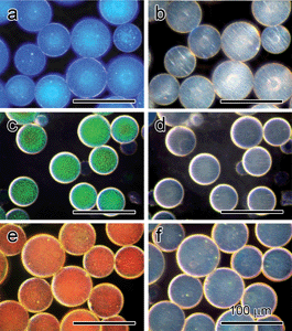 
          Optical microscopy images of magnetochromatic microspheres with diffractions switched between “on” (a, c and e) and “off” (b, d and f) states by using vertical and horizontal magnetic fields. Reproduced with permission from ref. 43.