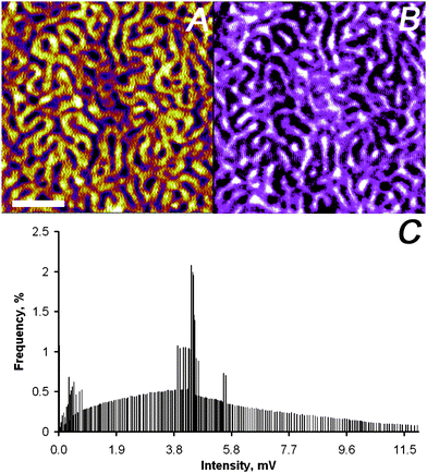 Simultaneously captured SNEM data of micro-phase separated PS2092-b-PtBA1055 block copolymer film on glass: (A) AFM height image (the scale bar represents 500 nm and the absolute roughness of the sample was 1 nm on a 3 μm × 3 μm scale), (B) optical image (the z-scale covers 0–12 mV), and (C) intensity distribution of optical image in panel (B).