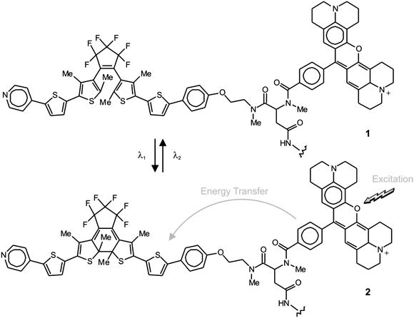 Irradiation at 375 (λ1) and 671 nm (λ2) closes and opens respectively the central ring of the diarylethene component and switches reversibly the fluorophore–photochrome dyad between emissive (1) and nonemissive (2) states.