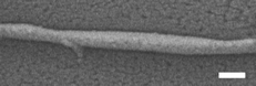 
          Scanning electron micrograph (scale bar = 200 nm) of a polymer line fabricated by illuminating a mixture of acrylate monomers, radical photoinitiators and radical photoinhibitors with the configuration in Fig. 4 (reproduced from ref. 26 with permission).