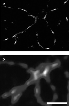 Image (scale bar = 1 µm) of microtubules immunolabeled with Alexa 647 reconstructed after reiterative irradiation in the presence of ascorbic acid (a) or recorded with conventional wide-field illumination (b) (reproduced from ref. 41a with permission).