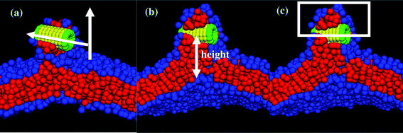 Schematic diagrams for calculating (a) the angle between the membrane normal and the cylindrical axis of the nanotubes, (b) the height of the nanotube center of mass from the lower monolayer–solvent interface, and (c) the number of lipid beads above the nanotubes center of mass prior to its reorientation into the membrane.