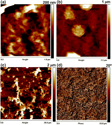 
            SFM height images (a–c) of PEDOT at different length and height scales. As features are up to 100 nm in height the height images are convoluted with the shape of the tip and (d) corresponding phase image.