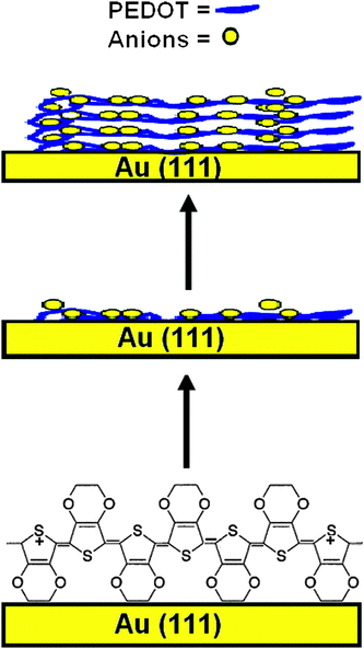 Possible layering of PEDOT on Au(111) surface.