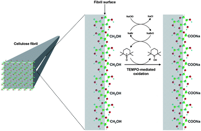 Schematic model for the oxidation of C6 primary hydroxyls on native cellulose microfibril surfaces to C6 carboxylate groups using the TEMPO/NaBr/NaClO system.95Reproduction of illustration from ref. 95 with permission from American Chemical Society (© American Chemical Society 2010).