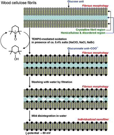 Schematic model of sponge-like hemicelluloses present in the spaces between cellulose microfibrils, and their role in the TEMPO-mediated oxidation of wood celluloses.