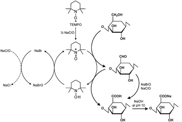 Regioselective oxidation of C6 primary hydroxyls of cellulose to C6 carboxylate groups by TEMPO/NaBr/NaClO oxidation in water at pH 10–11.