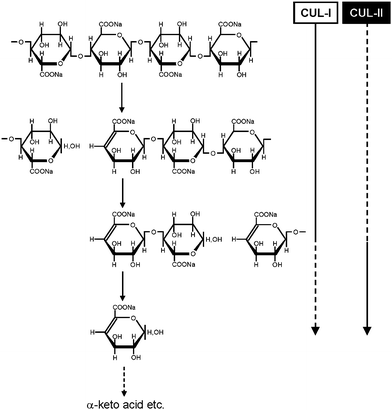 Schematic degradation system of CUA by endo- and exo-type CUA lyases (CUL-I and CUL-II, respectively).74,75Reproduction of illustration from ref. 75 with permission from Springer (© Springer 2008).