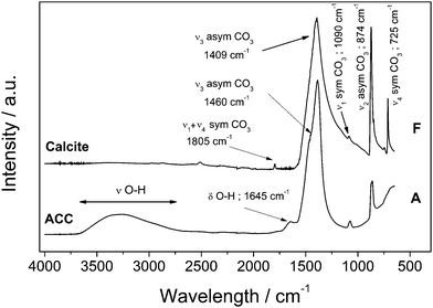 Fourier Transform Infrared (FTIR) spectra of ACC and calcite showing the change in water content from the amorphous hydrated precursor and the non-hydrated crystalline calcium carbonate phases. ‘A’ and ‘F’ represent the same samples shown in the XRD patterns (Fig. 1).