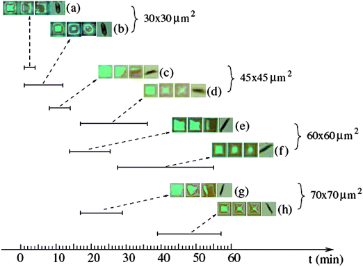 Snapshots of two different etching processes. Fast tube formation from a 30 × 30 μm2 square, a 45 × 45 μm2 square, a 60 × 60 μm2 square, and a 70 × 70 μm2 square are shown in (a), (c), (e), and (g), respectively. Correspondingly, much slower processes are shown in (b), (d), (f), and (h). The time bar shows the beginning and ending of membrane deformation, respectively; when they are observable. The fast process is kinetically controlled and is linearly dependent on the square size. In contrast, the slow process is transport controlled and is nonlinearly dependent on the square size. Reprinted from ref. 9, with permission.