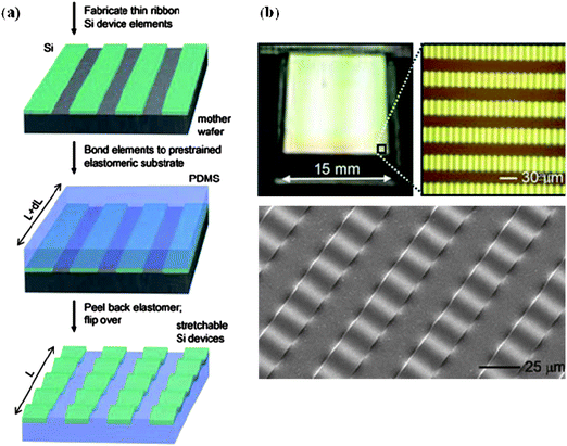 Arrays of wavy Si ribbons on rubber substrates. (a) Schematic illustration of the process for creating wavy Si ribbons on elastomeric substrates (from top to bottom). (b) Top: Optical images of a large-scale aligned array of wavy Si ribbons (widths = 20 μm, spacing = 20 μm, thicknesses = 100 nm) on PDMS. Bottom: SEM image of four wavy Si ribbons from the array shown on top. Images from ref. 87 with permission. Images courtesy of John Rogers.