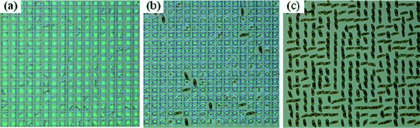 An array of 270 tubes rolled up from SiGe/Si bilayer squares (30μm × 30μm) by underetching of SiO2 in HF solution for 13.2 min. Snapshots at 20 s, 10 min, and 13.2 min are shown in (a), (b), and (c), respectively. Reprinted from ref. 9 with permission.