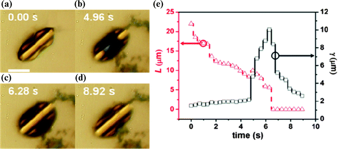 Time-lapse sequences of a tube being opened and then recovering due to acetone evaporation on its surface. (a)–(d) Optical images. (e) Temporal changes of wetting length L (left axis) and the opening gap γ (right axis). Scale bar is 10 μm. Reprinted from ref. 84 with permission. Images courtesy of Minrui Yu.