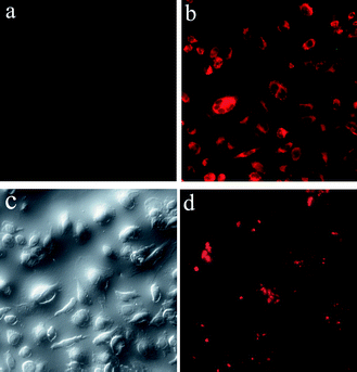 
            Fluorescence images of HeLa cells alone (a); fluorescence (b) and bright-field optical images (c) of HeLa cells after incubation for 8 h with 0.1 mg mL−1 of TbPO4:Eu nanoparticles; a representative fluorescence image of HeLa cells stained with TbPO4:Eu nanoparticles from an internal slice (d).