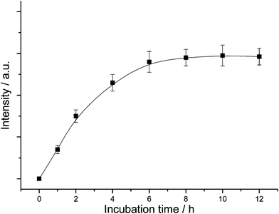 
            Intracellular luminescence intensity as a function of incubation time.