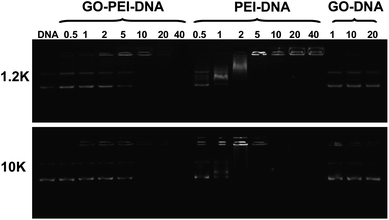 Gel retardation assay. Agarose gel electrophoresis of bare pDNA, mixtures of plain GO and pDNA, as well as GO-PEI-pDNA and PEI-pDNA at different N/P ratios. Each sample was incubated at room temperature for 1 h before electrophoresis. The amounts of GO used in the GO-pDNA samples were identical to the GO quantities in the GO-PEI-pDNA samples at N/P ratios of 1, 10 and 20.