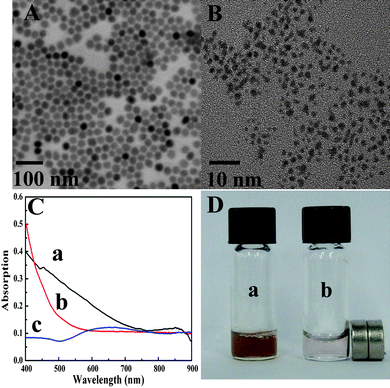 
          TEM images of (A) MUA modified Fe3O4 NPs, (B) ca. 2 nm Au NPs, (C) UV-vis spectra of (a) Fe3O4 NPs, (b) Au NPs and (c) Fe3O4@AuNPs, respectively, (D) the photograph of Fe3O4@AuNPs as seeds for the fabrication of Fe3O4@GNSs in the (a) absence and (b) presence of an external magnet.