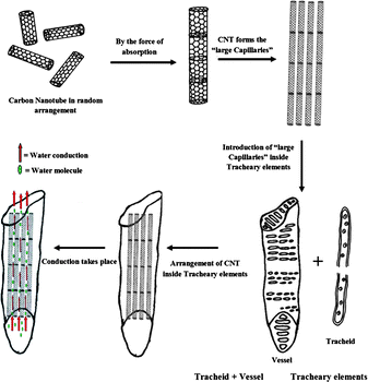 Schematic diagrams of alignment of wsCNT inside roots.