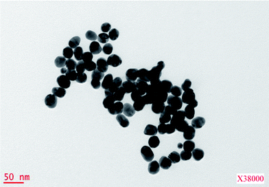 400 nm × 400 nm TEM image of 25 nm diameter gold nanoparticles.