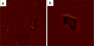 
          Height AFM images of gold nanorods self-assembled into ring-like structures after drying of confined nanodroplets embedded at a hydrophobic surface. (a) Random organisation of Au NPs nanorings structures, (b) zoom in on Au nanorods assembled into a ring pattern. Frame sizes: 4 μm, 800 nm respectively.