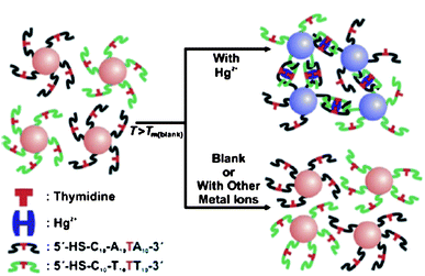 Colorimetric detection of Hg2+ based on DNA-modified AuNPs. Reproduced with permission from ref. 47. Copyright Wiley-VCH Verlag GmbH & Co.