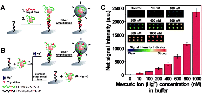 (A) Conventional chip-based scanometric detection of target DNA using DNA-AuNPs; and (B) chip-based scanometric detection of Hg2+ using DNA-AuNPs. (C) Average scanometric signal intensity as a function of the Hg2+ concentration in buffer. The corresponding scanometric signal images are shown as an inset. The spot diameter is ∼200 μm. Reproduced with permission from ref. 49. Copyright 2008, ACS.