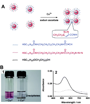 (A) The detection of Cu2+ ions using click chemistry between two types of AuNPs, each modified with thiols terminated in an alkyne or an azide functional group. (B) The assay for Cu2+ ions by the naked eye: (1) photographs of the solution containing only the mixture of functionalized AuNPs (left) and the same mixture after the addition of Cu2+ (right); (2) UV-vis spectrum obtained from solutions of functionalized AuNPs and after 24 h in the presence of Cu2+ ions and sodium ascorbate. Solid line: AuNPs–Cu2+; dotted line: AuNPs + Cu2+. Reproduced with permission from ref. 68. Copyright Wiley-VCH Verlag GmbH & Co.