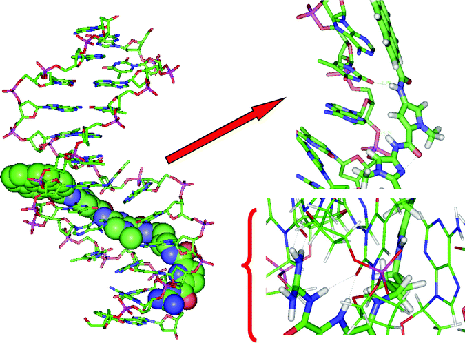 Molecular modelling of 4/poly dAdT-poly dAdT complex, left: complete structure, right: enlarged segments. Dotted grey lines indicate hydrogen bonds.