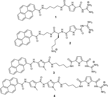 Two previously studied (1 and 2) and two novel (3 and 4) guanidiniocarbonyl-pyrrole-aryl conjugates with different linkers.