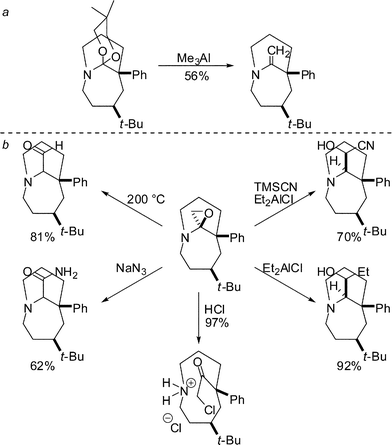 Reactivity of bridged aminoketals and aminoepoxides.