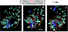 Snapshots of the typical orientation of 2-naphthyl groups in a fully 2′-O-methyl modified RNA duplex containing three consecutive 2Nps after MD simulation.