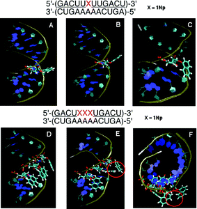 MD simulation of duplexes of an unmodified RNA 12-mer with a 2′-O-methyl-RNA 12-mer incorporating one and three 1Nps. Panel A: Initial structure before MD simulation. Panels B and C: Representative snapshots during MD simulation of the duplex incorporating one 1Np where the 1Np group was seen in two forms: protruded (B) and covered (C). Panel D: Initial structure before MD simulation. Panels E and F: Representative snapshots of MD simulation of the duplex incorporating three 1Nps where 1-naphthyl groups were orientated in different directions without stacking interactions.