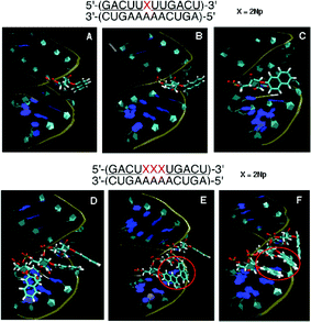 MD simulation of duplexes of an unmodified RNA 12-mer with a 2′-O-methyl-RNA 12-mer incorporating one and three 2′-O-(2-naphthyl)uridines. Panel A: Initial structure before MD simulation. Panels B and C: Representative snapshots during MD simulation of the duplex incorporating one 2Np where 2-naphthyl groups were seen in two forms: protruded (B) and covered (C). Panel D: Initial structure before MD simulation. Panels E and F: Representative snapshots during MD simulation of the duplex incorporating three 2Nps where two of three 2-naphthyl groups were stacked, as shown by the red circle.