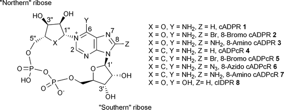 
          cADPR analogue structures and numbering system.