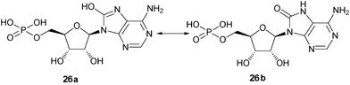 Tautomeric form of 8-“hydroxyl” AMP (26a) vs. 8-oxy AMP (26b).