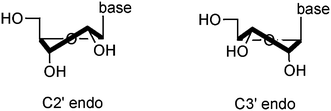 Schematic representation of the ribofuranose ring in both C2′endo and C3′ endo conformation.