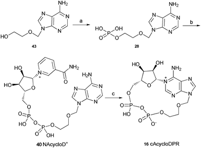 Synthesis of cAcycloDPR. Reagents and conditions: (a) POCl3, TEP, 0 °C, 1.5 h then ice/water. (b) β-NMN+, DCC, 7 days, rt. (c) Aplysiacyclase, 25 mM HEPES (pH 6.8), rt.