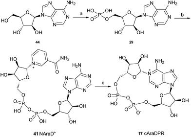 Synthesis of cAraDPR. Reagents and conditions: (a) POCl3, TEP, 0 °C, 1.5 h then ice/water. (b) β-NMN+, DCC, 7 days, rt. (c) Aplysiacyclase, 25 mM HEPES (pH 6.8), rt.